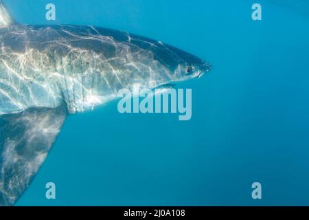 Questo ritratto di un grande squalo bianco, Carcharodon carcharias, è stato fotografato proprio sotto la superficie al largo di Gaansbaii, in Sudafrica. Foto Stock