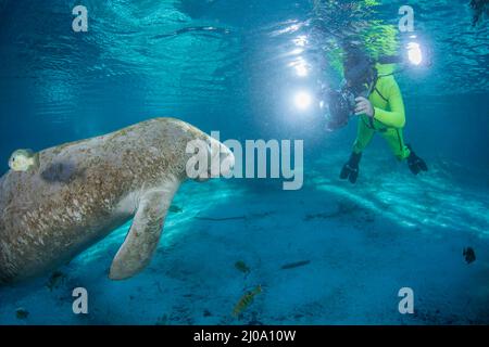 Un fotografo (MR) in superficie, cattura un manatee della Florida in via di estinzione, Trichechus manatus latirostris, presso Three Sisters Spring a Crystal River, Foto Stock