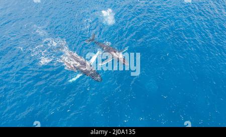 Una vista aerea di una balena humpback, Megaptera novaeangliae, madre, vitello e scorta, Hawaii. Foto Stock