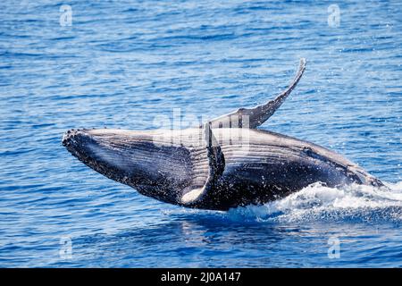Questo vitello humpback breaching, Megaptera novaeangliae, è nato nella stagione 2022 al largo di Maui, Hawaii. Foto Stock