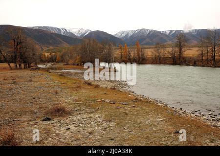 Larici giallastra sulla riva rocciosa di un piccolo fiume che scorre attraverso la steppa autunnale ai piedi di una catena montuosa. Fiume Chuya, Altai, Siberia, Ru Foto Stock