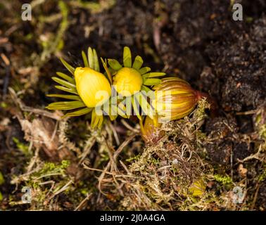 Aconitum invernale, Vintergäck (Eranthis hyemalis) Foto Stock