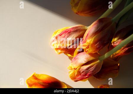 Fiori appassiti. Tulipani secchi al sole. Fiori caduti. Bouquet di fiori in vaso sul tavolo. Dopo la vacanza. Cattivo bouquet. Regalo per le vecchie vacanze. Foto Stock