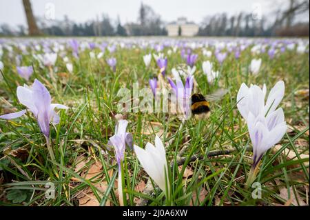 Magdeburg, Germania. 17th Mar 2022. Un bumblebee raccoglie il polline dai cocchi in un prato nel Parco di Wörlitz. La primavera è in arrivo - anche in Sassonia-Anhalt. Marzo 20 è la data di calendario per l'inizio della primavera. Credit: Christian Modla/dpa-Zentralbild/dpa/Alamy Live News Foto Stock