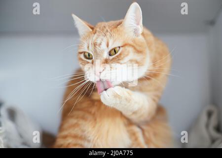 Il gatto rosso è divertente lavarsi il viso. Zenzero gatto. Vista frontale. Foto Stock