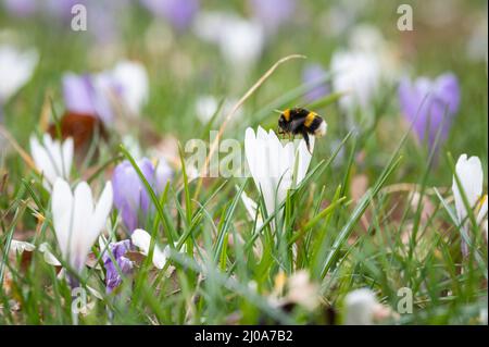 Magdeburg, Germania. 17th Mar 2022. Un bumblebee raccoglie il polline dai cocchi in un prato nel Parco di Wörlitz. La primavera è in arrivo - anche in Sassonia-Anhalt. Marzo 20 è la data di calendario per l'inizio della primavera. Credit: Christian Modla/dpa-Zentralbild/dpa/Alamy Live News Foto Stock