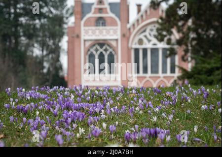 Magdeburg, Germania. 17th Mar 2022. I croci fioriscono su un prato di fronte alla Casa Gotica nel Parco Wörlitz. La primavera è in arrivo - anche in Sassonia-Anhalt. Marzo 20 è la data di calendario per l'inizio della primavera. Credit: Christian Modla/dpa-Zentralbild/dpa/Alamy Live News Foto Stock