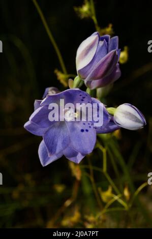 Fuori viene il sole - e fuori vengono le orchidee del Sole. Queste sono orchidee Sun (o punteggiate) (Thelymitra Ixioides) alla riserva di flora di Hochkins Ridge. Foto Stock