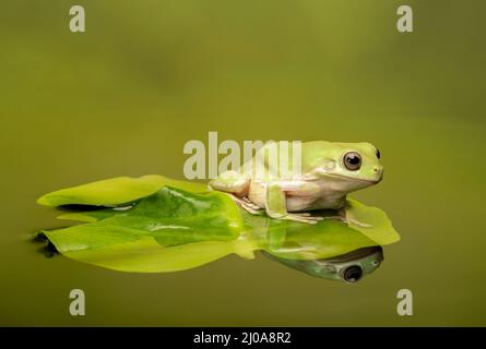 Una rana dell'albero dei Bianchi, (Ranoidea caerulea), su un cuscino di giglio in un laghetto (con riflessione) Foto Stock