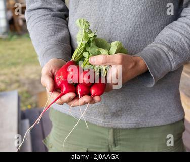 uomo che tiene fresco ravanello biologico vicino campo agricolo verde. Foto Stock