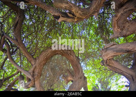 Rami di un vecchio albero di Acacia Foto Stock