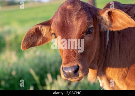 Ritratto di un vitello marrone Foto Stock