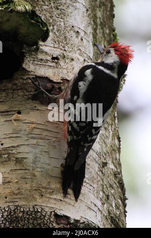 Woodpecker di mezzo spotted, Dendrocopus medius Foto Stock