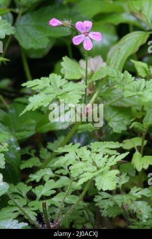 Erba di Ruprecht robertianum, geranio, Red Robin Foto Stock