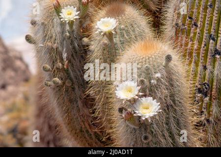 Grandi piante di cactus in fiore dalla famosa isola di Incahuasi alle saline di Uyuni in Bolivia Foto Stock