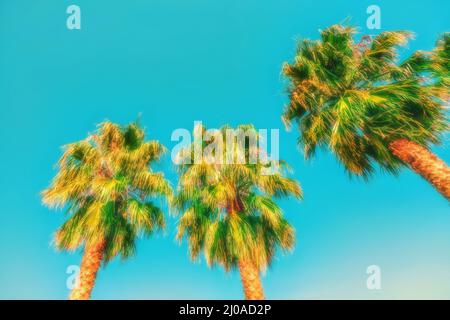 Guardando in alto tre alte palme in una giornata di sole Foto Stock
