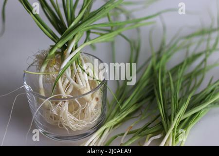 Aglio verde o aglio primaverile. Aglio estratto dalla terra prima che inizi a formare gli spicchi. Ha un piccolo blub con t dolce, fresco e dolce Foto Stock