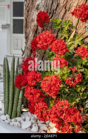 Fiore rosso geranio pianta di colore rosso su un tronco di albero vista ravvicinata, sfocatura bianco casa e porta sfondo, isola greca Foto Stock