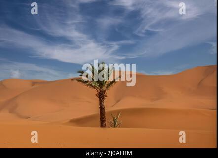 Solo albero di data burred nelle dune di sabbia Foto Stock