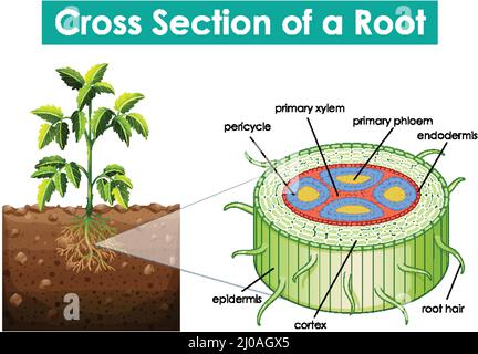 Diagramma che mostra una sezione trasversale di una illustrazione di root Illustrazione Vettoriale