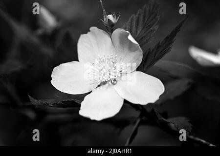 Fiore in bianco e nero Foto Stock