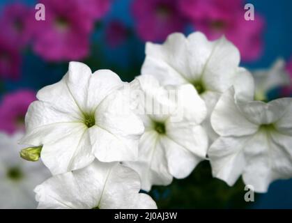 Fiori della petunia Foto Stock