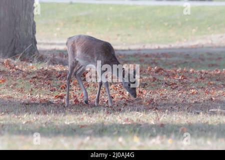 Una giovane femmina di cervo (Dama dama) attraversa l'erba corta coperta da foglie d'autunno cadute che mangiano a Bushy Park, Londra Foto Stock