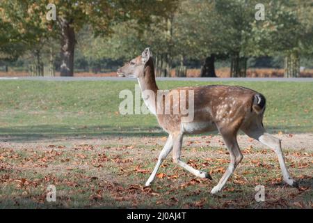 Il cervo (Dama dama) attraversa il parco ricoperto di foglie erbose del Bushy Park a Londra Foto Stock