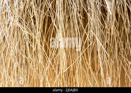 Primo piano del tetto di paglia di una capanna nel deserto di Thar Foto Stock