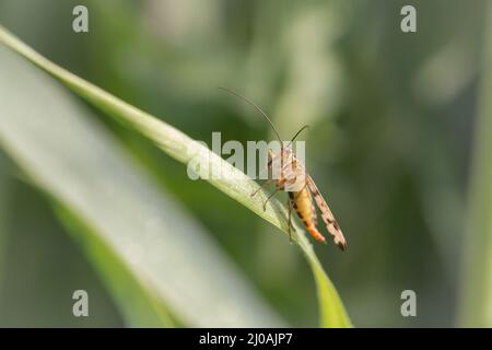 Una mosca femmina dello scorpione (Panorpa communis) si trova nel fenland a Wicken Fen in Cambridgeshire Foto Stock