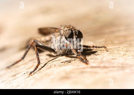 Primo piano di una mosca ladro che poggia su un albero caduto nel bosco di Cavenham Heath è Suffolk Foto Stock