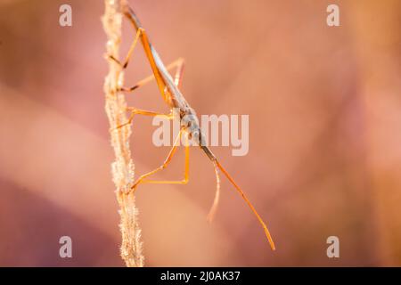 Erba bug cammina lungo l'erba come il sole estivo sorge sulla brughiera Suffolk a Cavenham Foto Stock