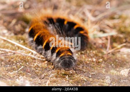 Fox Moth caterpillar (Macrotylacia rubi) che attraversa il terreno mussoso per trovare una nuova fonte di cibo all'interno della zona di suffolk Foto Stock