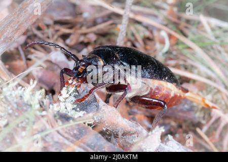 Un coleottero femminile di sawyer (Pionus coriarius) inonda i feromoni nell'aria per attrarre un maschio nel bosco del Sussex Foto Stock