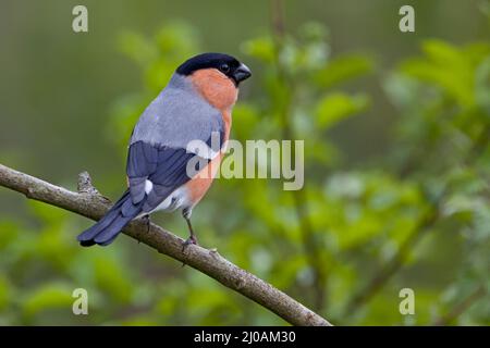 Bullfinch maschio, Pyrrhula pyrrhula Foto Stock