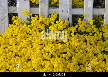 Alyssum Foto Stock