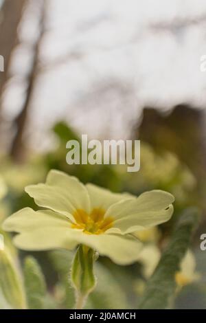 In primavera un primula giallo (Primula vulgaris) cresce nel bosco di Wayland Wood, Norfolk Foto Stock