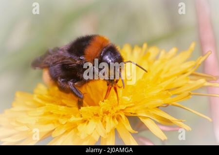 Una regina albero bumblebee (Bombus hypnorum) si nutre nei primi fiori di dente di leone che crescono a Wayland Wood, Norfolk Foto Stock