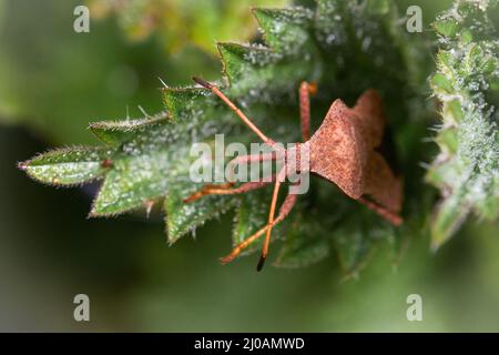 L'insetto di banchina (Coreus marginatus) si nasconde tra le foglie di una ortica coperta di rugiada che cresce nel sottobosco di Wayland Wood, Norfolk Foto Stock