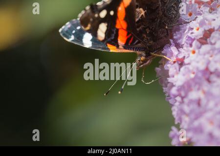 Una farfalla ammiraglio rossa (Vanessa atalanta) si nutre di un fiore buddista che cresce sul lato di un sentiero vicino a Watchet, Somerset occidentale Foto Stock