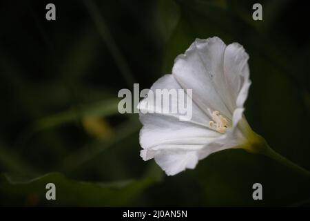 L'erbaccia comune, la siepe bindweed (Calystegia sepium) cresce nelle siepi della linea minerale a Watchet, Somerset Foto Stock