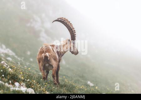 Stambecco alpino in bella mattina misty Foto Stock