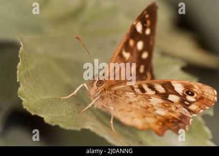 Una farfalla di legno macchiata (Pararge aegeria) poggia sulla vegetazione sul percorso da Bossington a Porlock Marsh Foto Stock