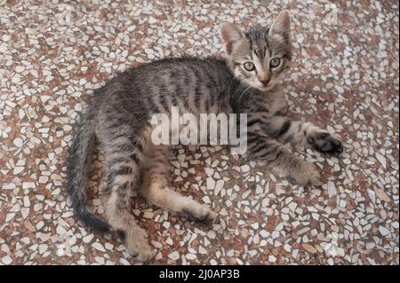 Carino gatto tabby sdraiato sul pavimento Foto Stock