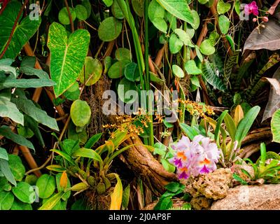 Foglie appese Foto Stock