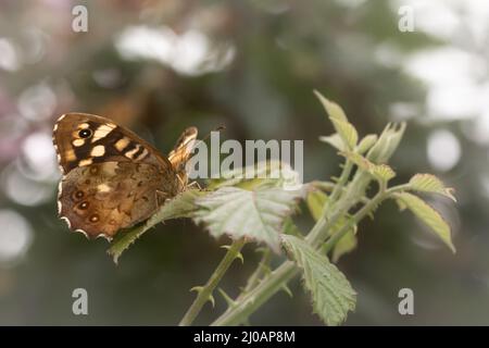 Il legno Speckled (Pararge aegeria) si trova sui brambles sui sentieri tra Bossington e Porlock Marsh nel Somerset occidentale Foto Stock