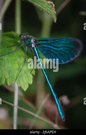 La bella demoiselle (Calopteryx virgo) si riposa sulla vegetazione nel sottobosco di Horner Wood nel Somerset occidentale Foto Stock