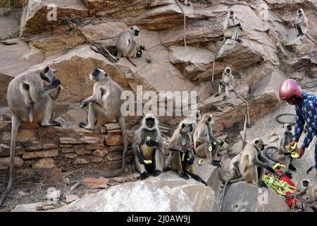 Un uomo alimenta scimmie langur a Pushkar, Rajasthan, India il 08 maggio 2021. Foto di ABACAPRESS.COM Foto Stock