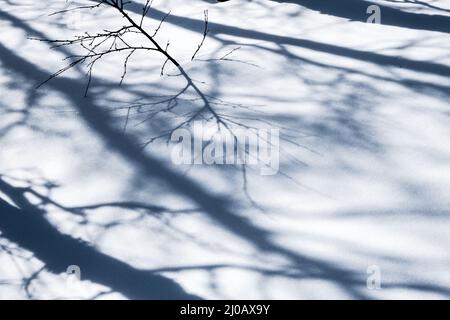 scene di neve monocromatiche di rami che si riflettono sulla neve Foto Stock