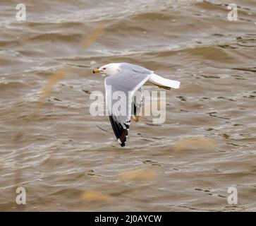 Primo piano del gabbiano Caspio durante il volo. Larus cachinnans. Foto Stock